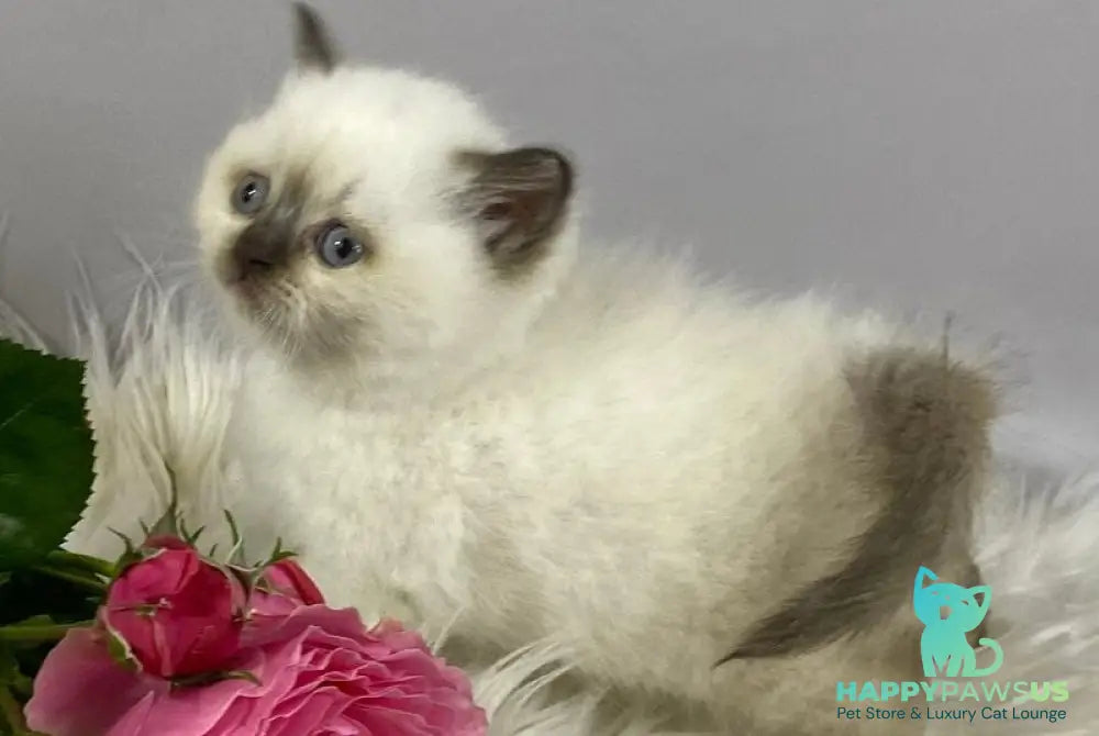 Coco British Shorthair female chocolate pointed - live animals