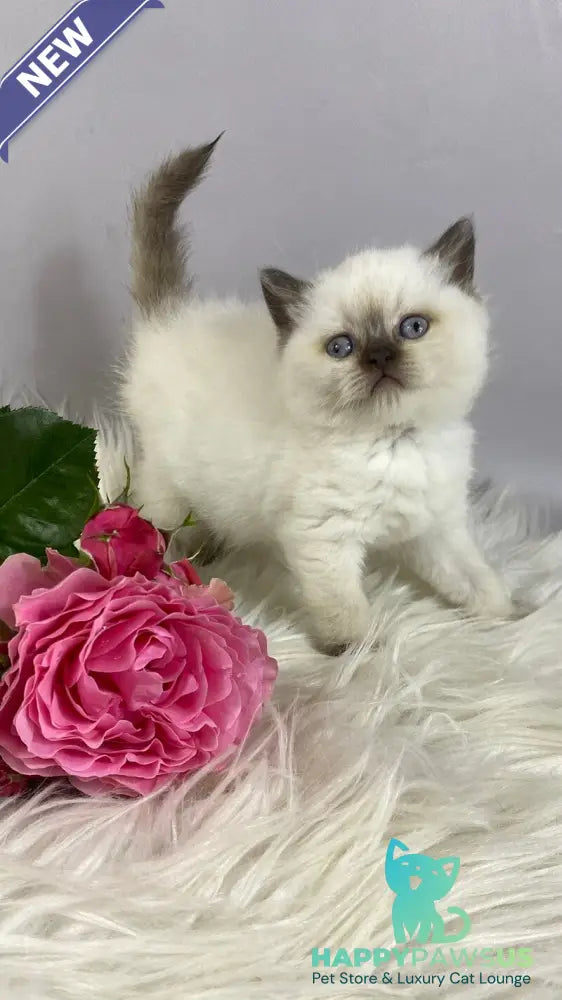 Coco British Shorthair female chocolate pointed - live animals