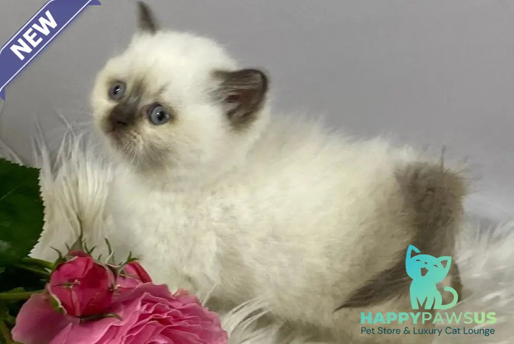 Coco British Shorthair female chocolate pointed - live animals