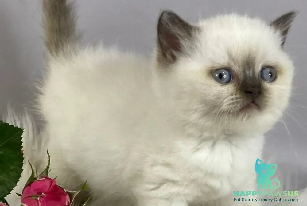 Coco British Shorthair female chocolate pointed - live animals