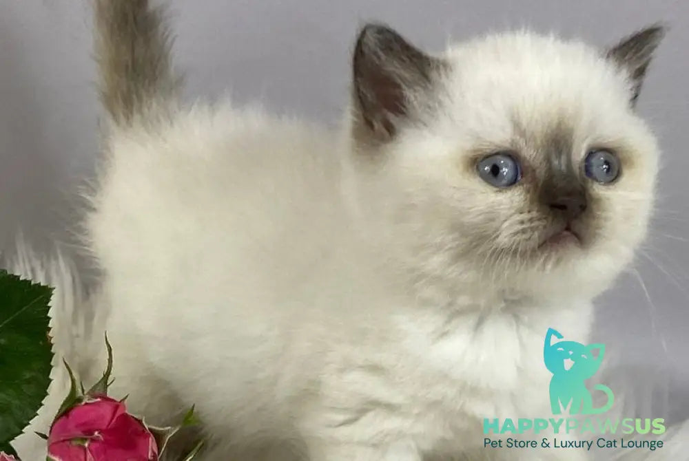 Coco British Shorthair female chocolate pointed - live animals