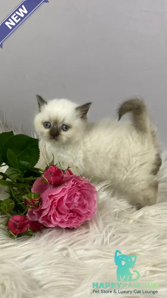 Coco British Shorthair female chocolate pointed - live animals