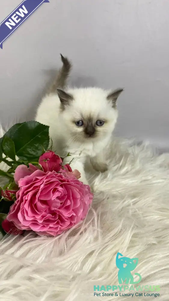 Coco British Shorthair female chocolate pointed - live animals