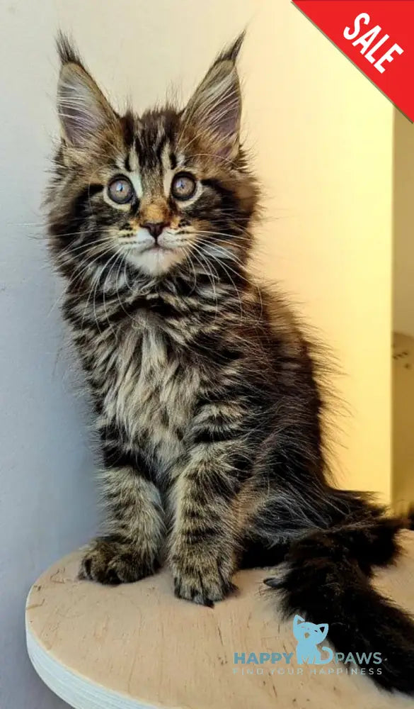 Coco Maine Coon female black tabby live animals