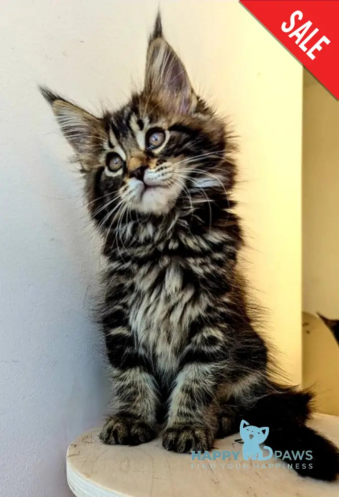 Coco Maine Coon female black tabby live animals