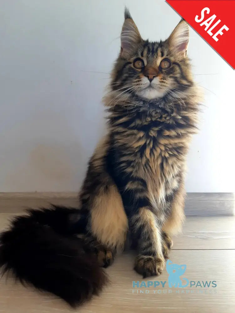 Coco Chanel Maine Coon female black tabby live animals