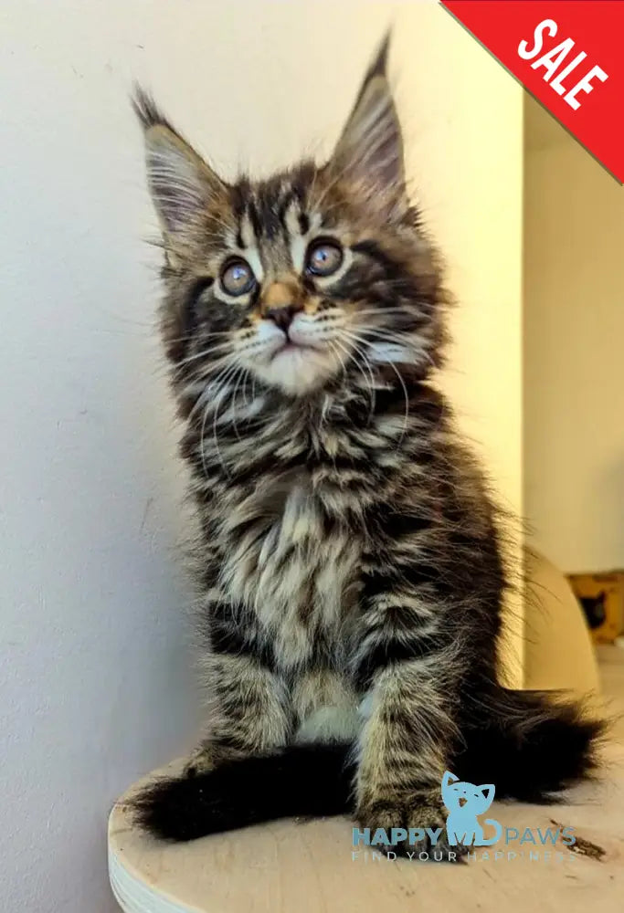 Coco Maine Coon female black tabby live animals