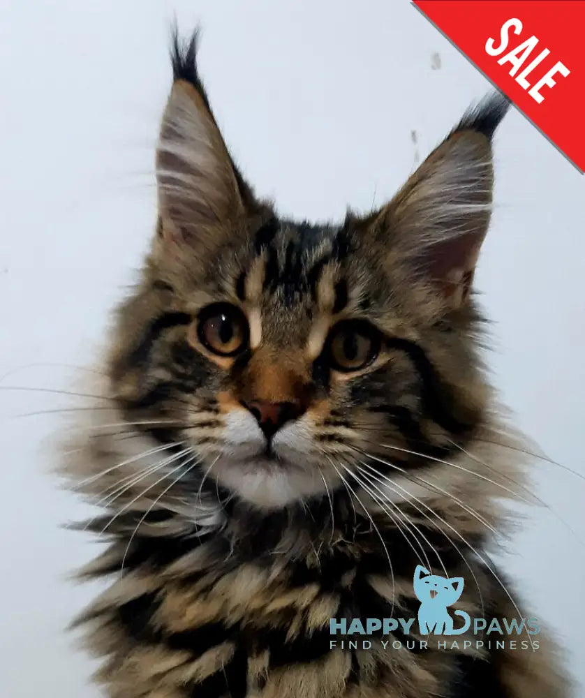Coco Chanel Maine Coon female black tabby live animals