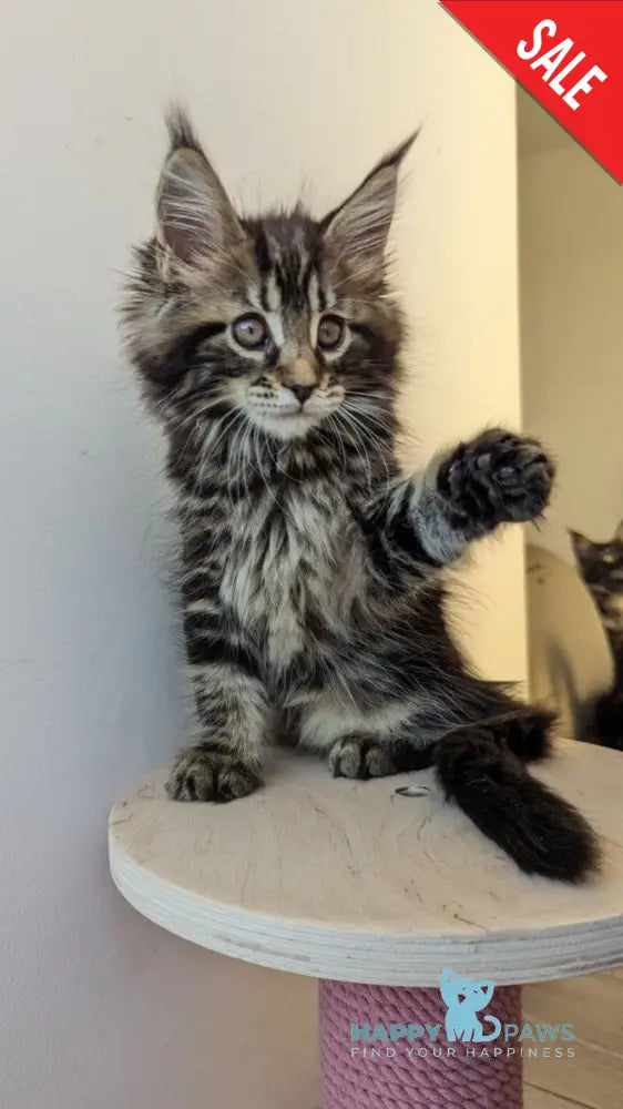 Coco Maine Coon female black tabby live animals