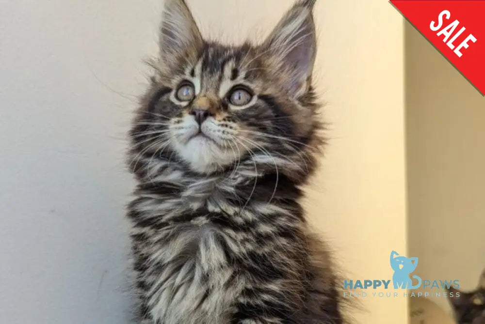 Coco Maine Coon female black tabby live animals