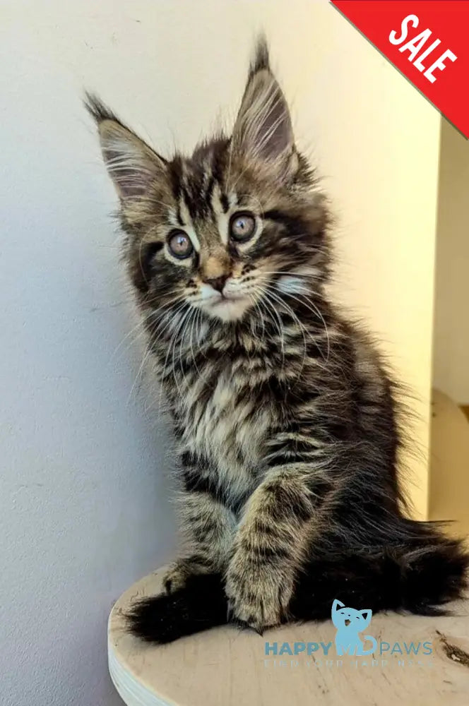 Coco Maine Coon female black tabby live animals