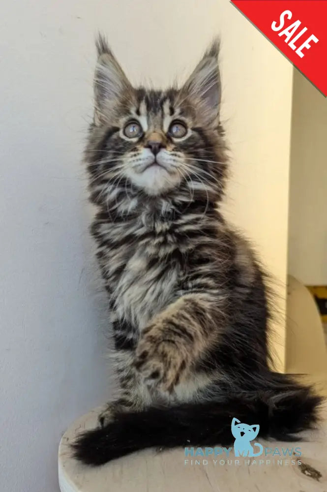 Coco Maine Coon female black tabby live animals