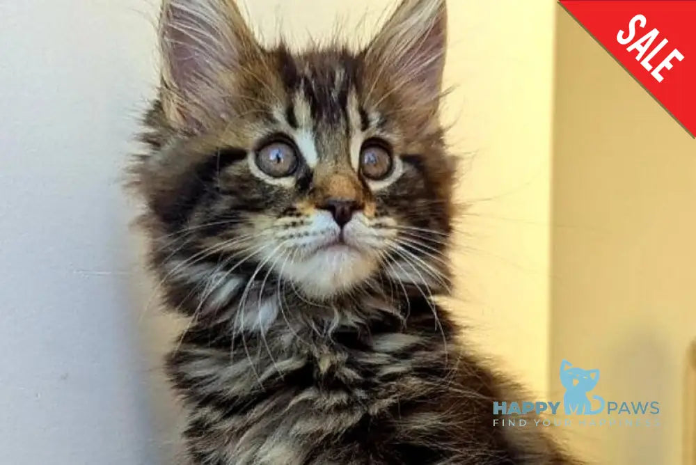 Coco Maine Coon female black tabby live animals