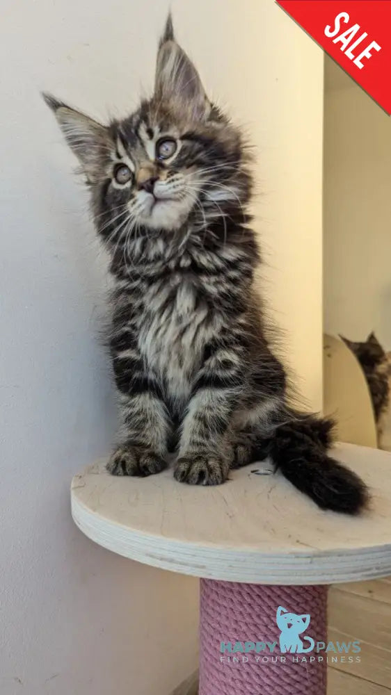 Coco Maine Coon female black tabby live animals