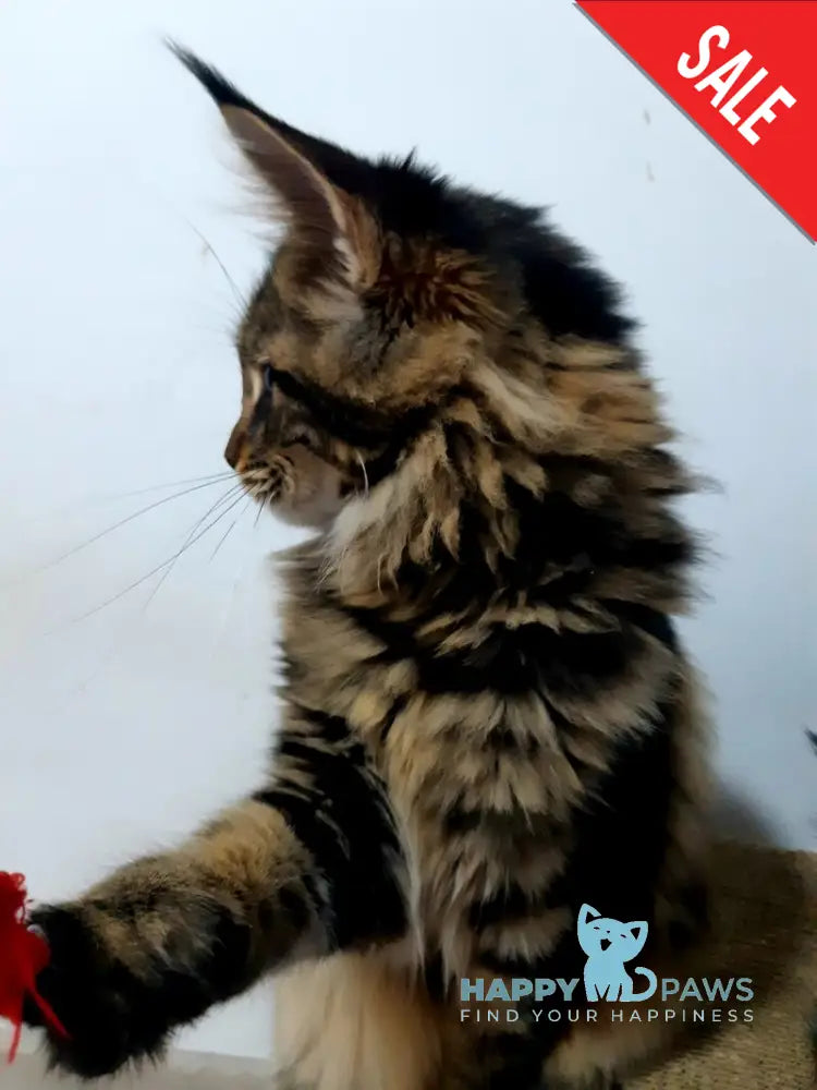 Coco Chanel Maine Coon female black tabby live animals
