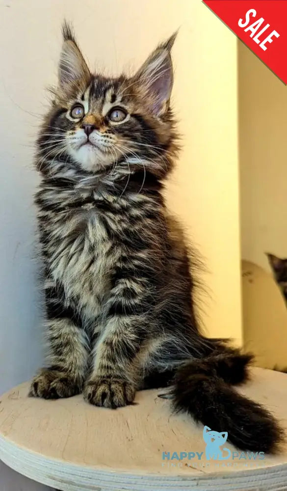 Coco Maine Coon female black tabby live animals