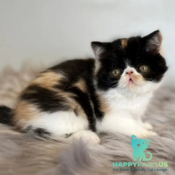 Coco Exotic female black tortie bicolour - live animals