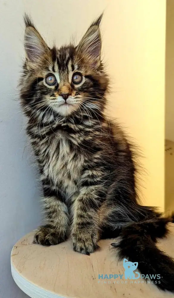Coco Maine Coon female black tabby live animals