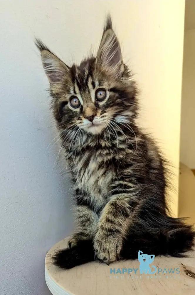 Coco Maine Coon female black tabby live animals