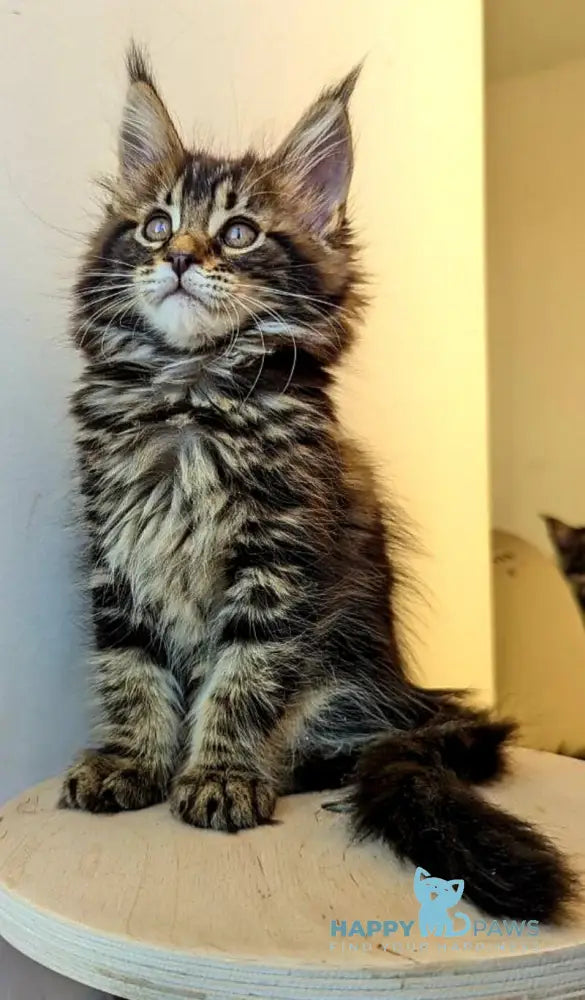 Coco Maine Coon female black tabby live animals