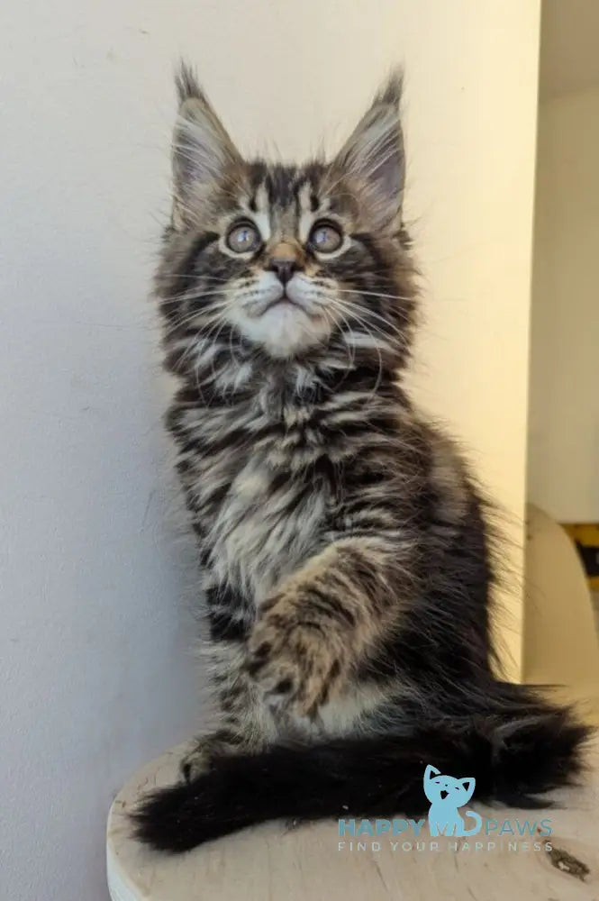 Coco Maine Coon female black tabby live animals