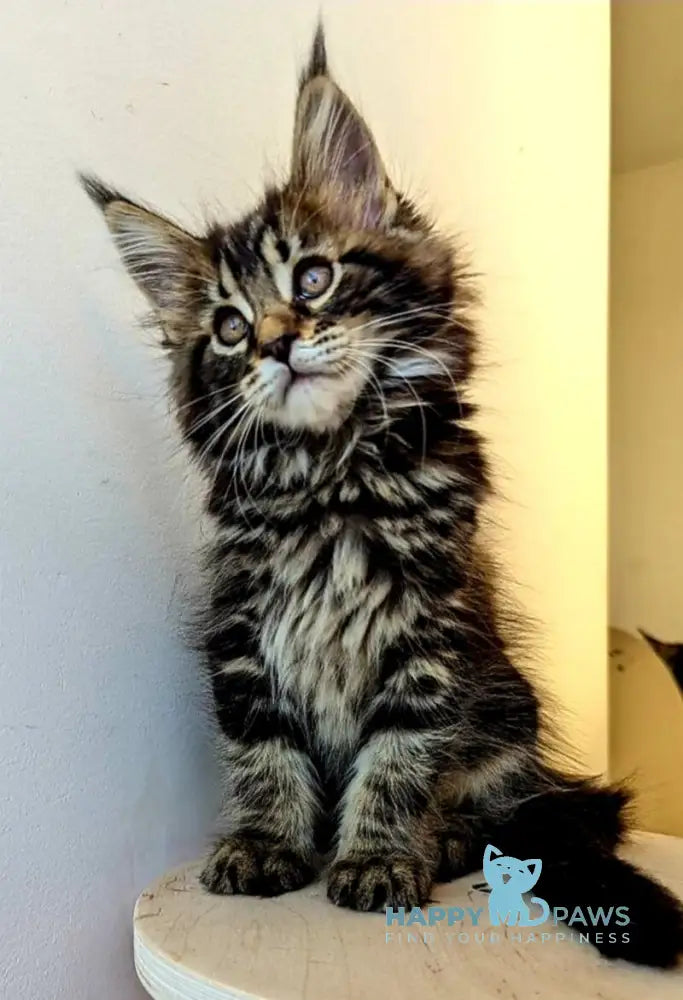 Coco Maine Coon female black tabby live animals