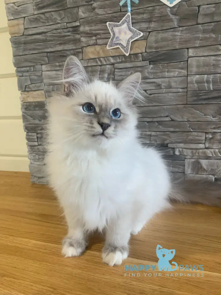 Coco Neva Masquerade male blue tabby pointed with white live animals