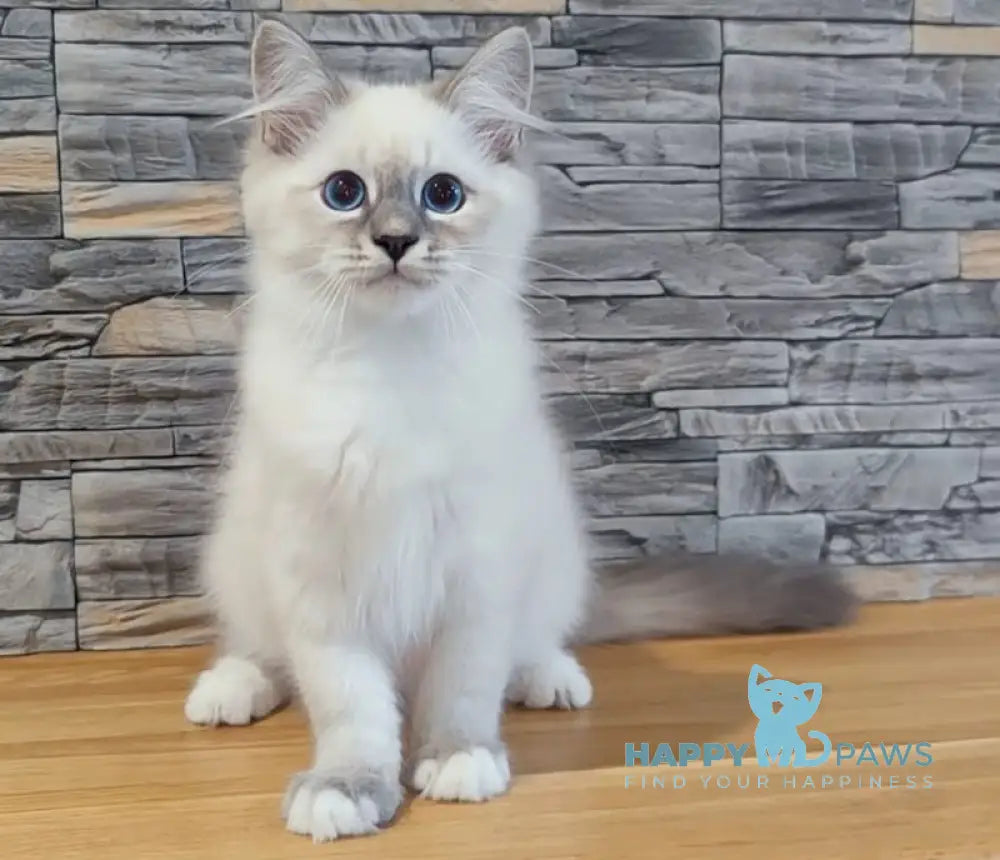 Coco Neva Masquerade male blue tabby pointed with white live animals