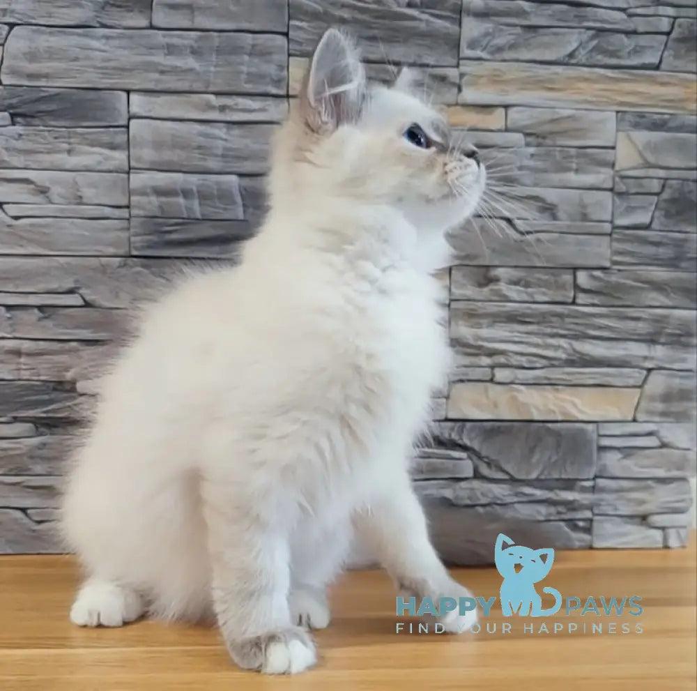 Coco Neva Masquerade male blue tabby pointed with white live animals