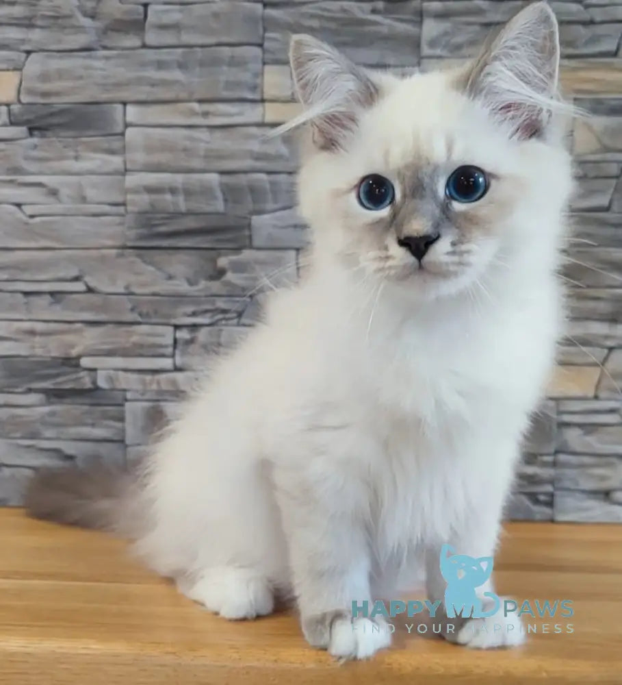 Coco Neva Masquerade male blue tabby pointed with white live animals