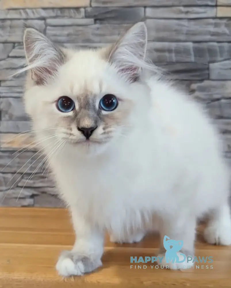 Coco Neva Masquerade male blue tabby pointed with white live animals