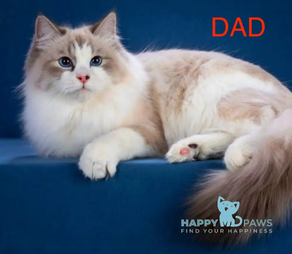 Coco Neva Masquerade male blue tabby pointed with white live animals