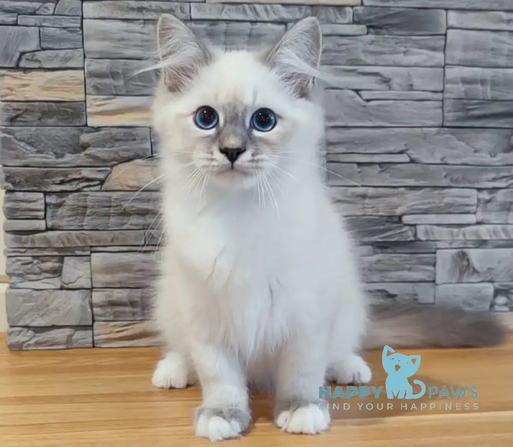 Coco Neva Masquerade male blue tabby pointed with white live animals