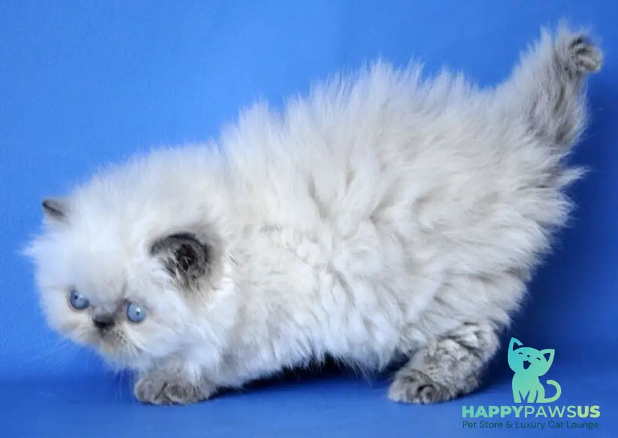 Coco Persian male blue lynx pointed - live animals