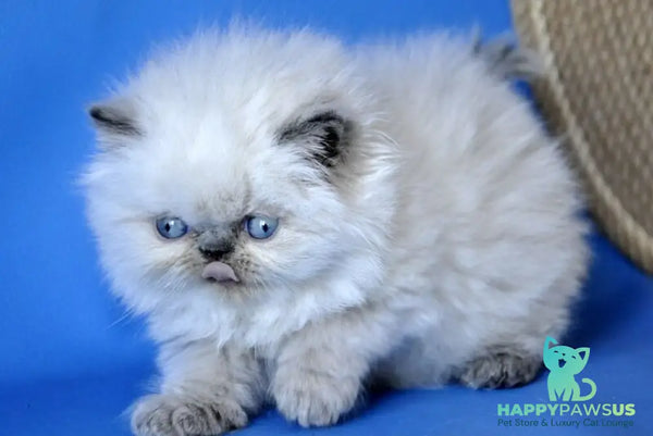 Coco Persian male blue lynx pointed - live animals