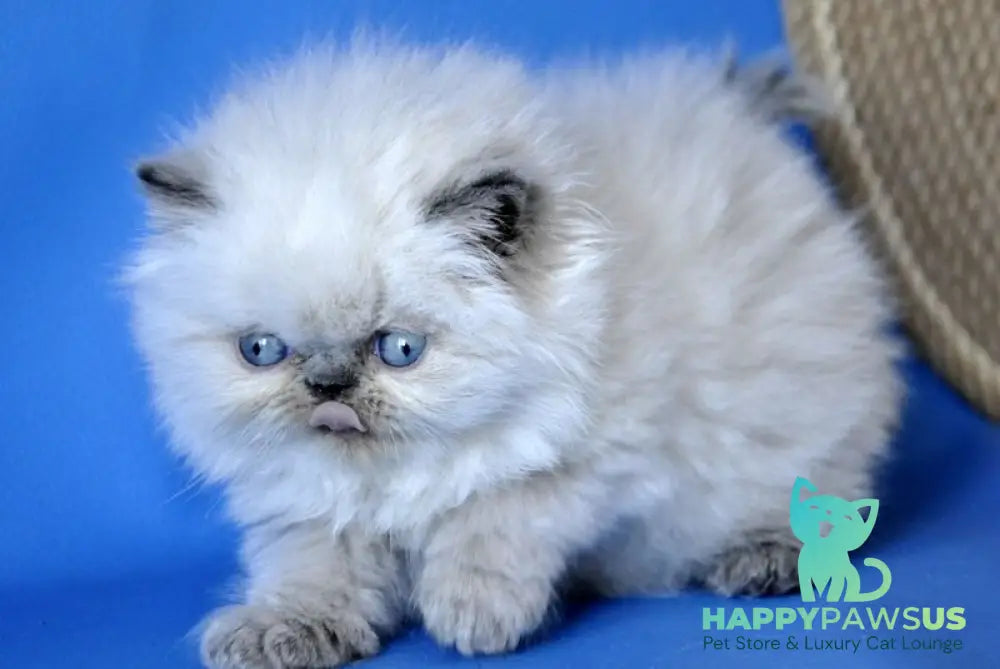 Coco Persian male blue lynx pointed - live animals
