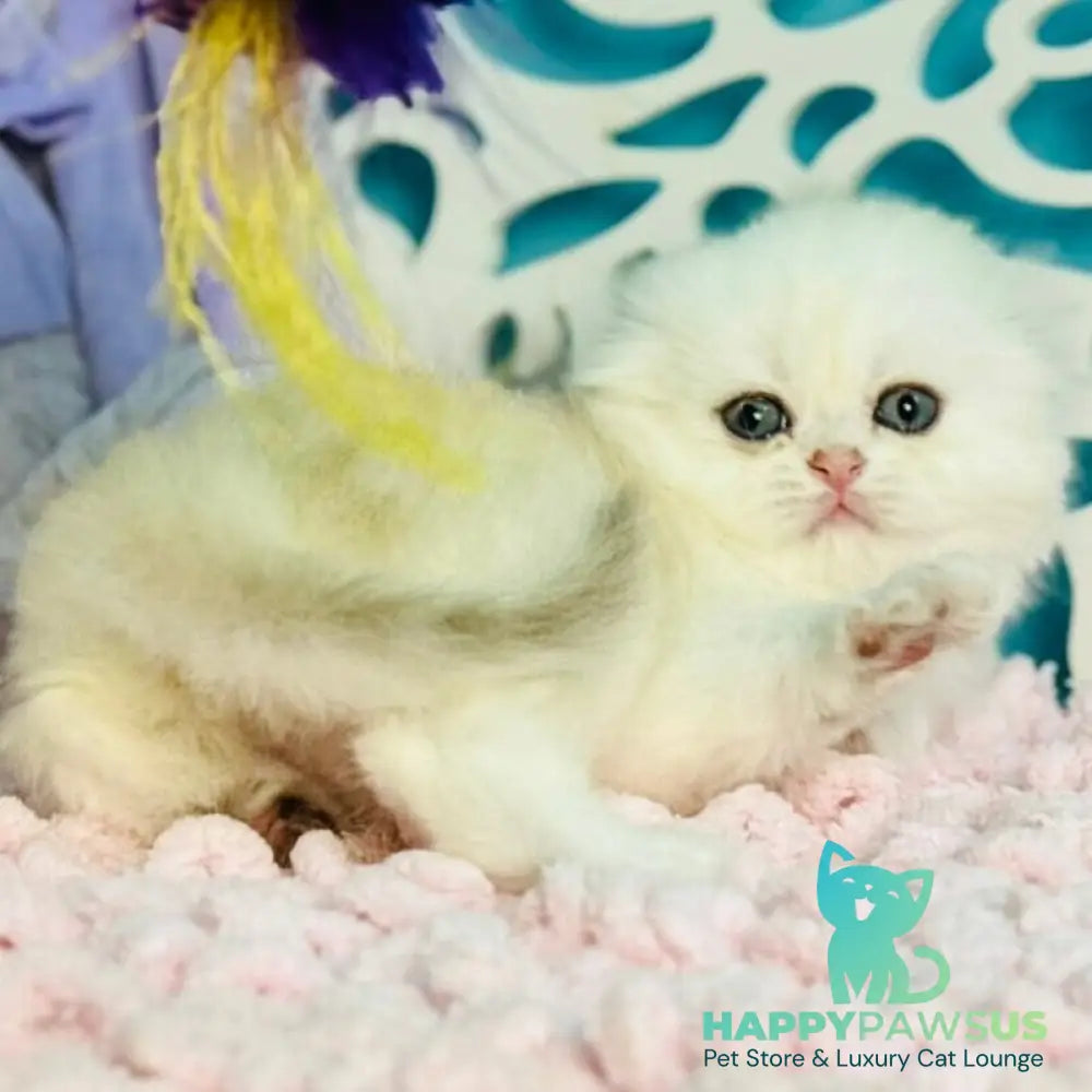 Coco Scottish Fold female black silver shaded - live animals