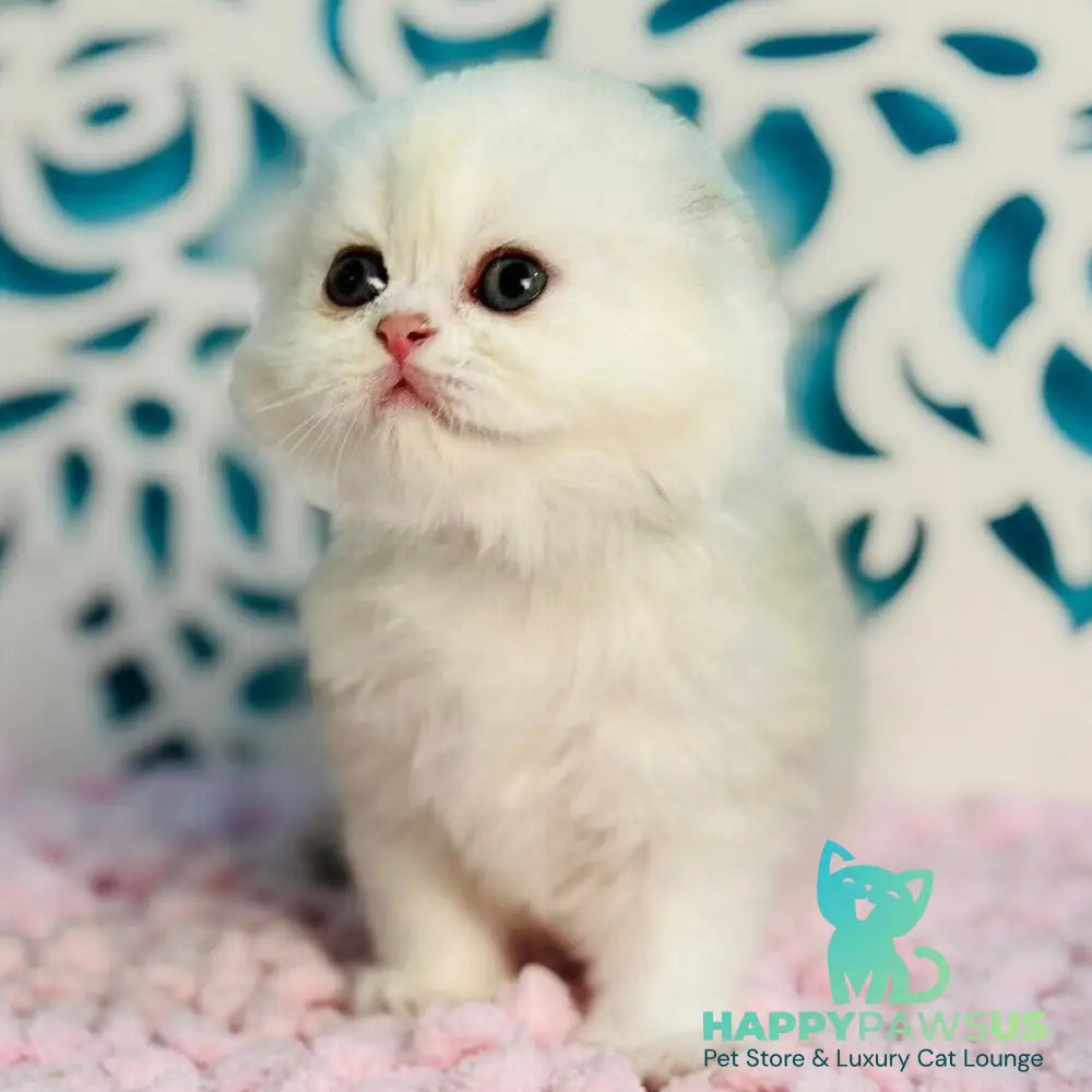 Coco Scottish Fold female black silver shaded - live animals