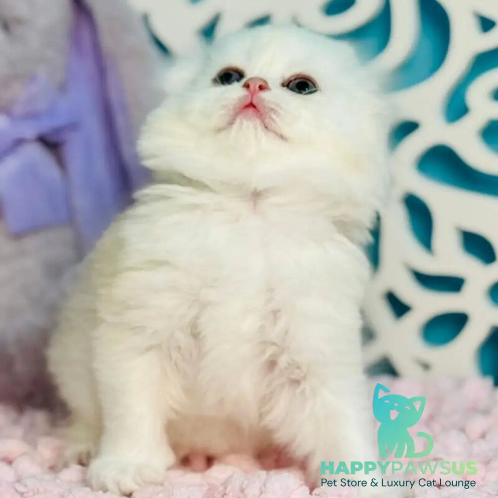 Coco Scottish Fold female black silver shaded - live animals