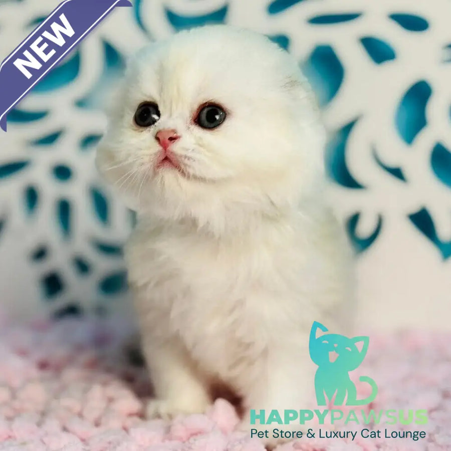 Coco Scottish Fold female black silver shaded - live animals