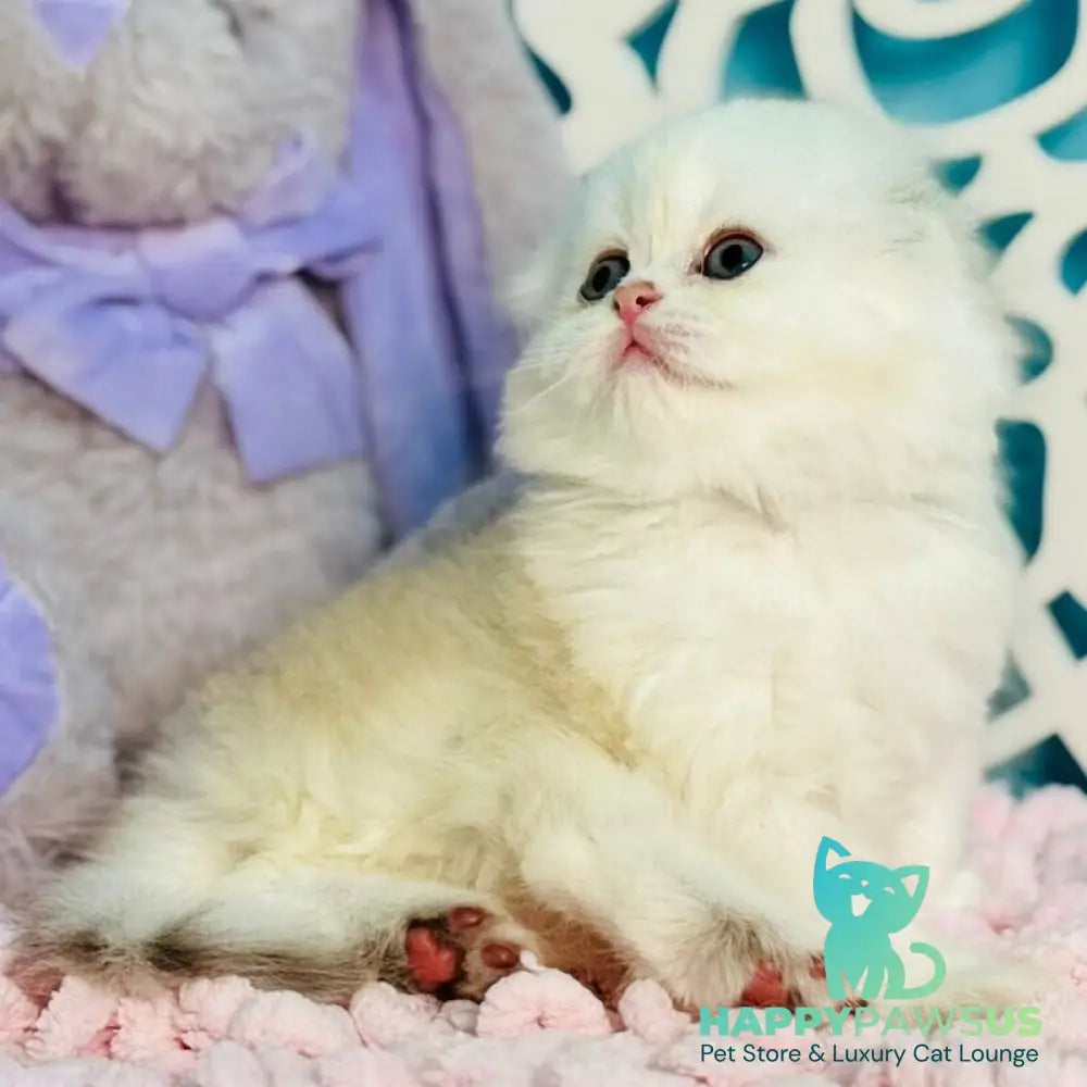 Coco Scottish Fold female black silver shaded - live animals