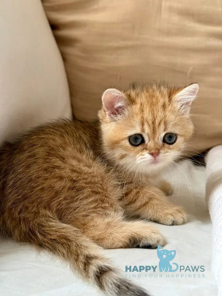 Coco Scottish Straight female black golden spotted tabby live animals