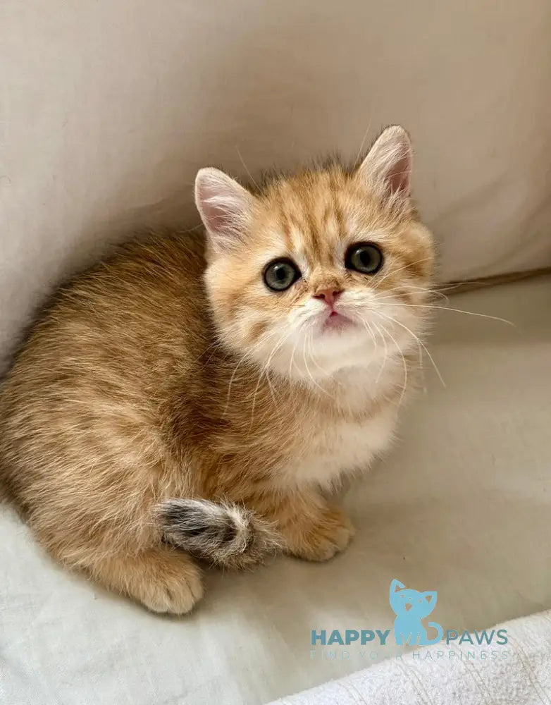 Coco Scottish Straight female black golden spotted tabby live animals