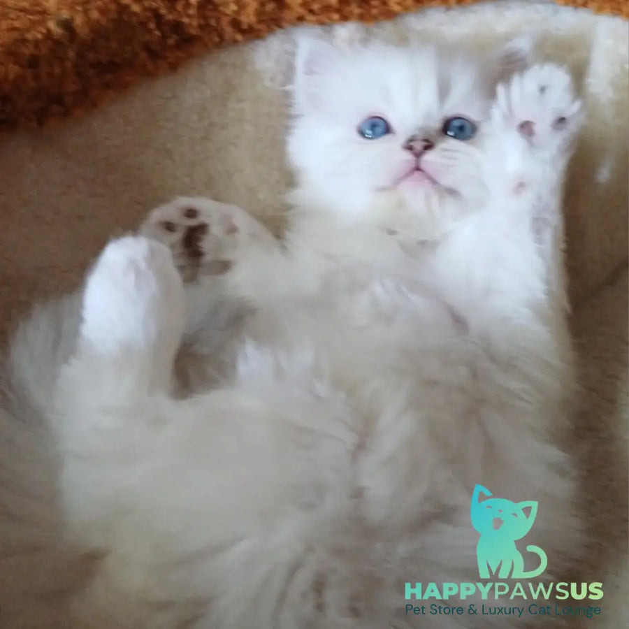 Coco Scottish Straight female black silver shaded pointed - live animals