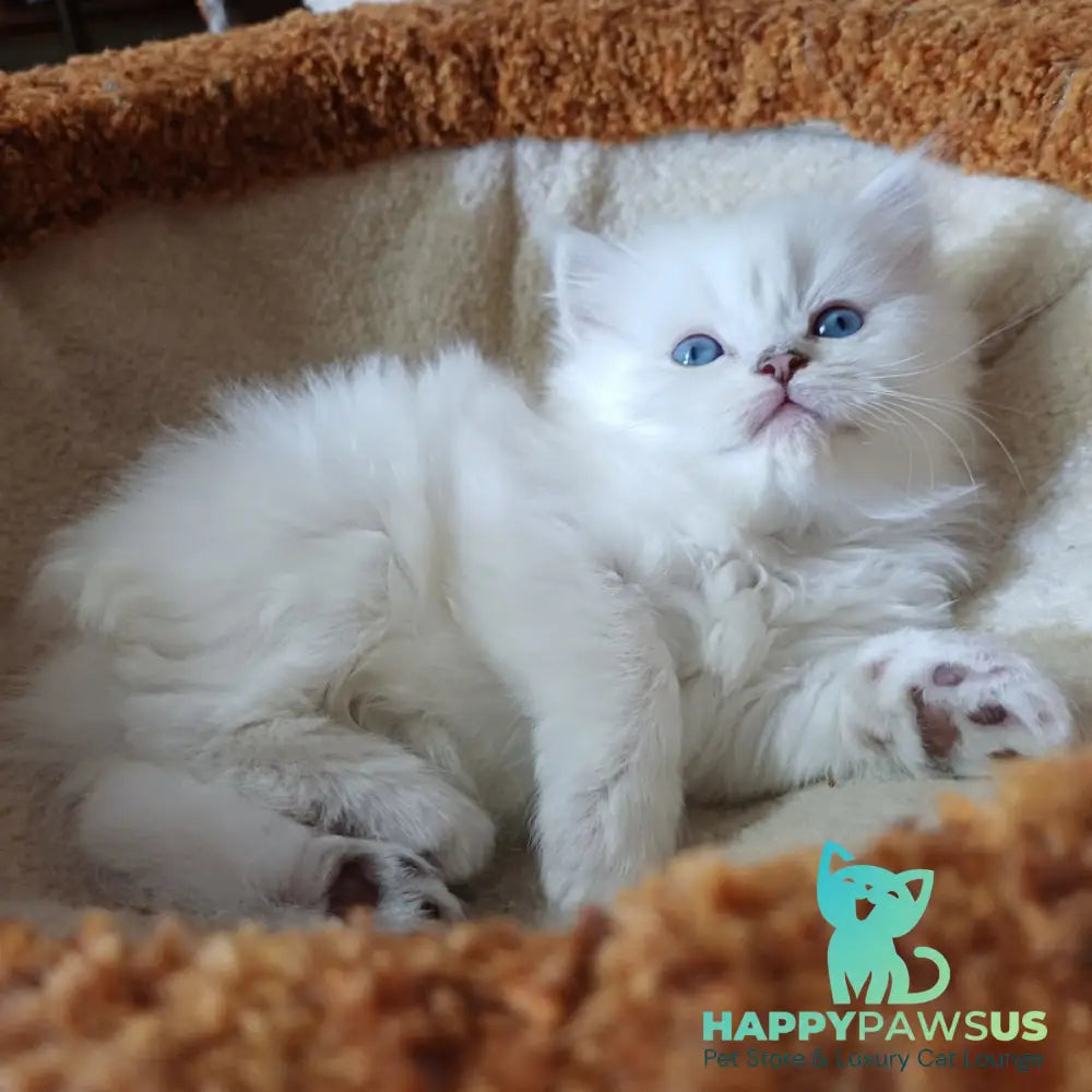 Coco Scottish Straight female black silver shaded pointed - live animals