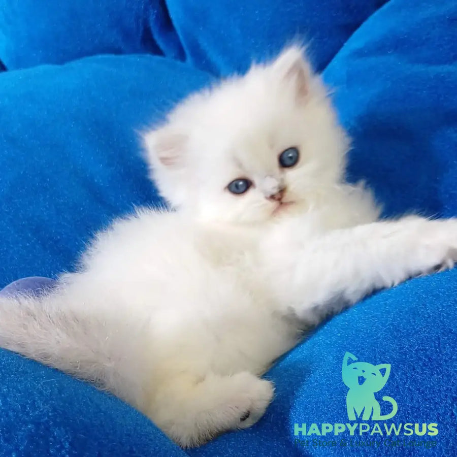 Coco Scottish Straight female black silver shaded pointed - live animals