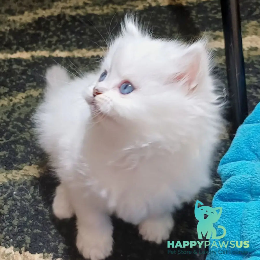 Coco Scottish Straight female black silver shaded pointed - live animals
