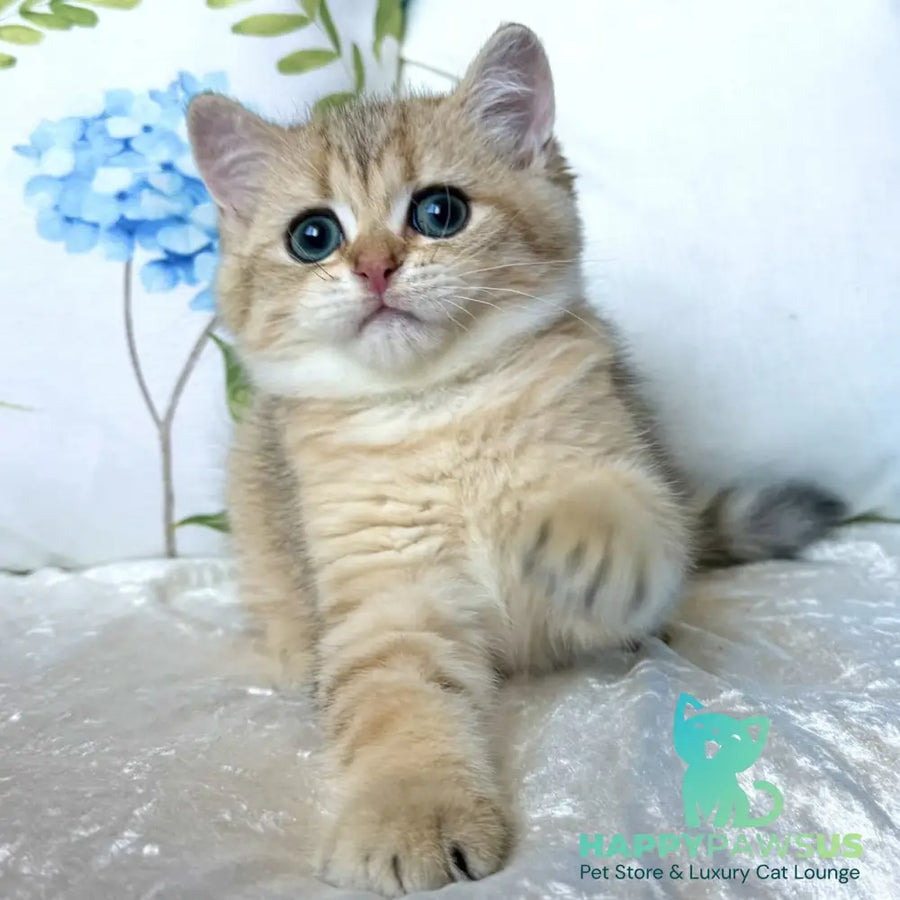 Cocos British Shorthair male black golden spotted tabby - live animals