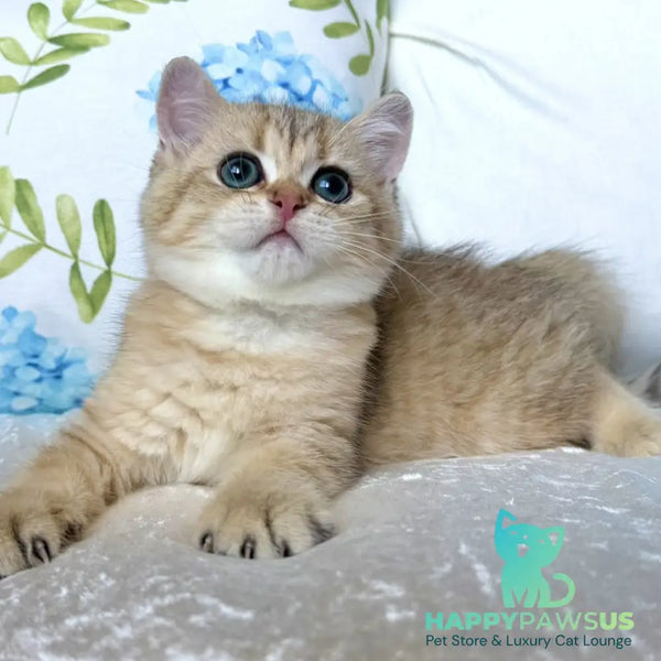 Cocos British Shorthair male black golden spotted tabby - live animals