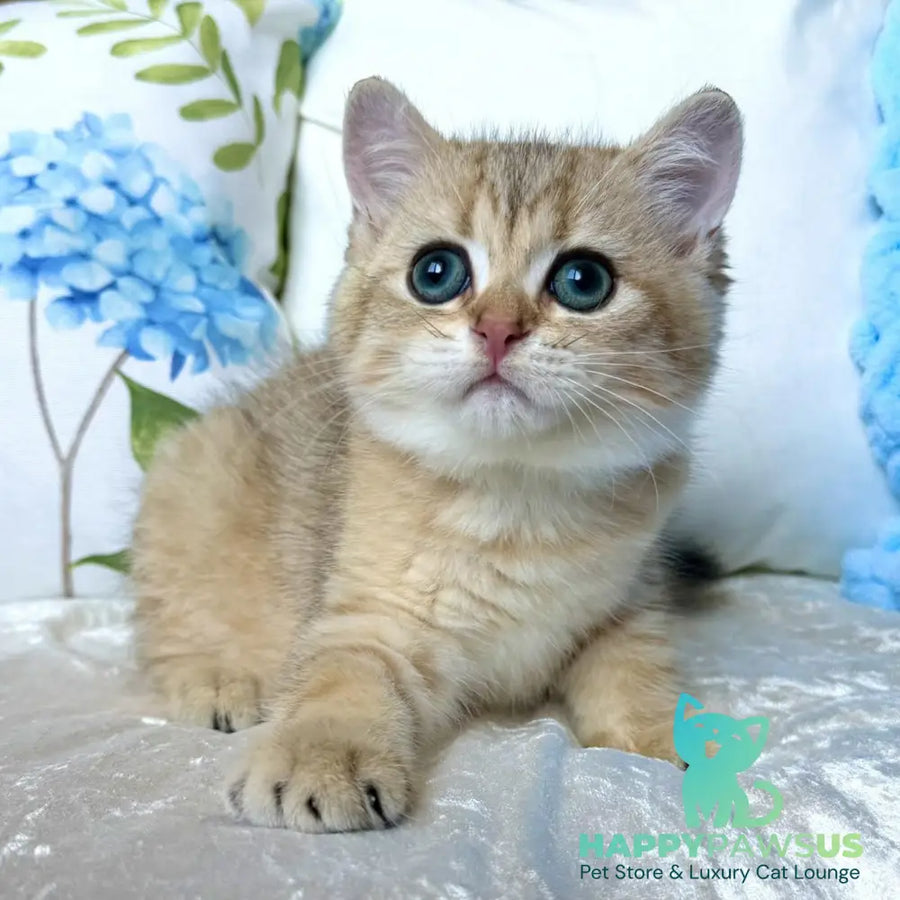 Cocos British Shorthair male black golden spotted tabby - live animals